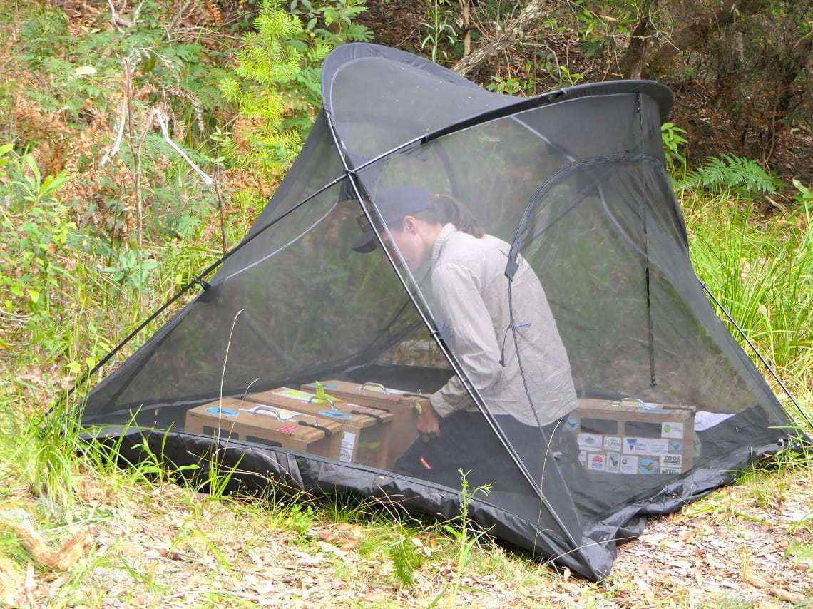 Bristlebirds in the holding tent ready to make their way to Wilsons Promontory 