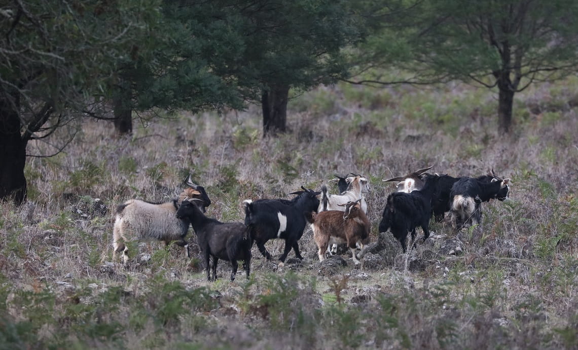   Goats grazing in Mt Napier State Park prior to the successful Parks Victoria control operation, 