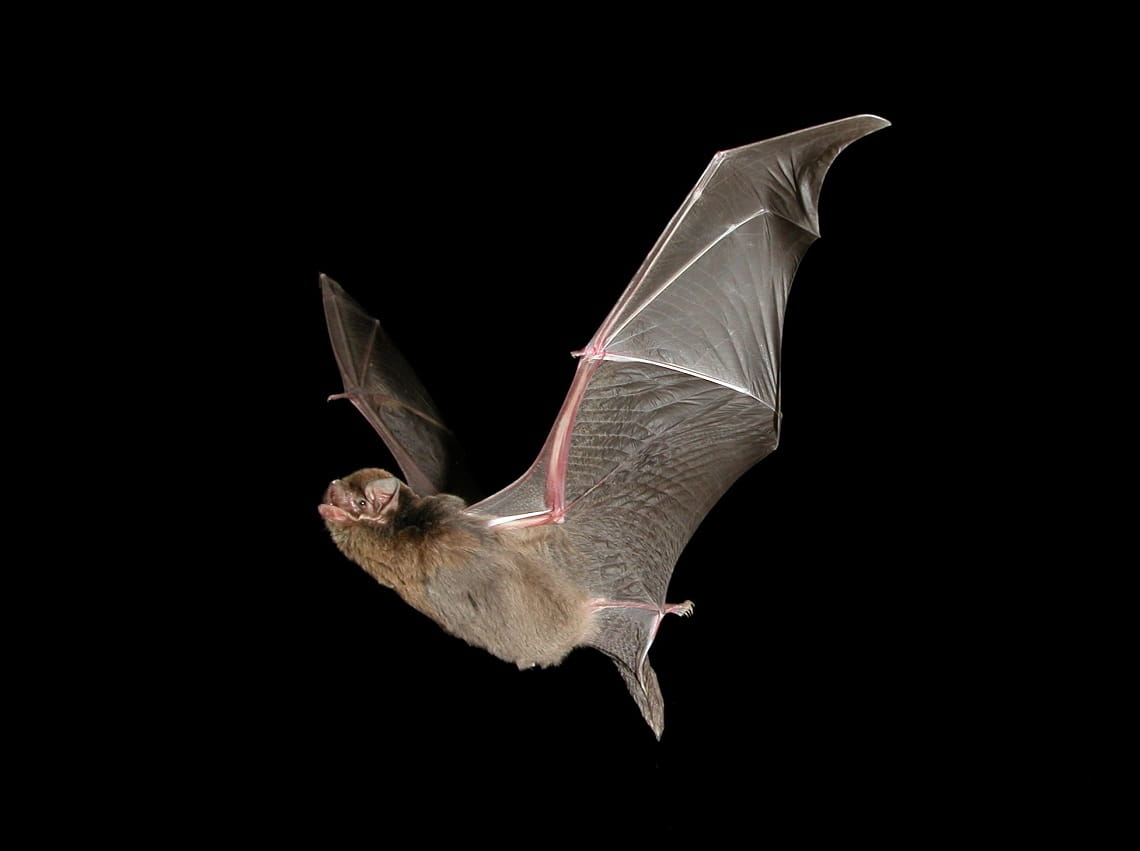 A southern bent wing bat that roosts in the Mount Napier State Park