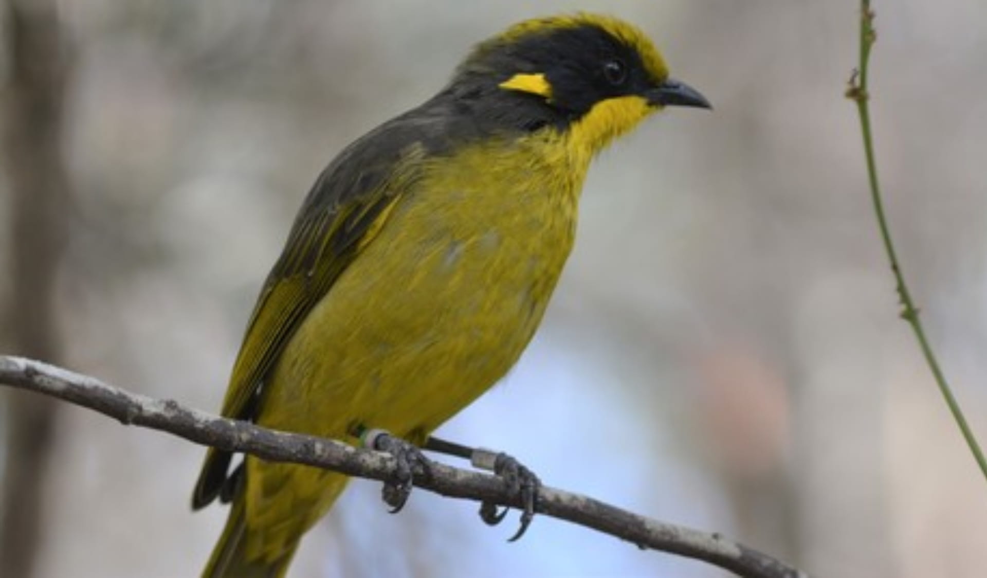 Close up of a Helmeted Honeyeater perched on a branch