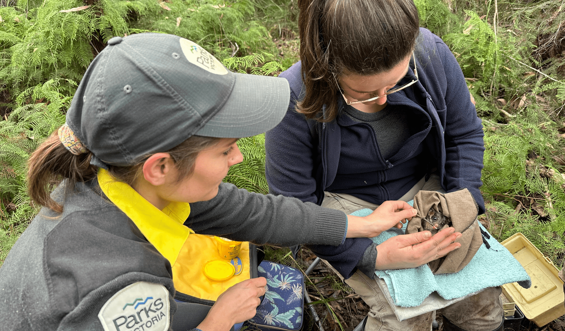 Rangers up close feeding honey to a Leadbeater's Possum