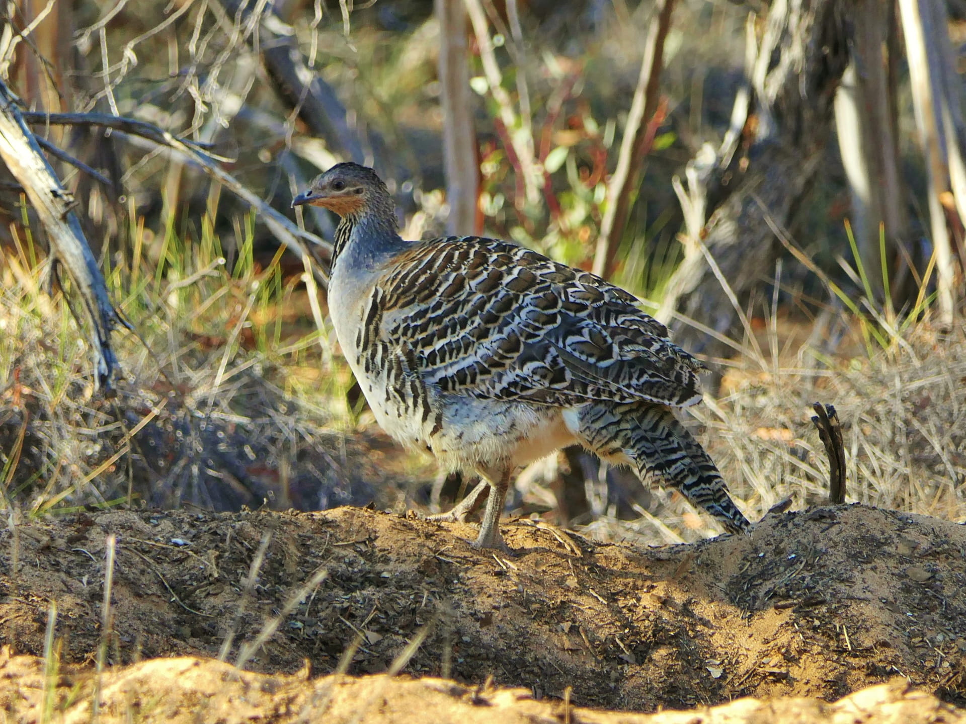 Malleefowl spotted at Annuello Flora and Fauna Reserve