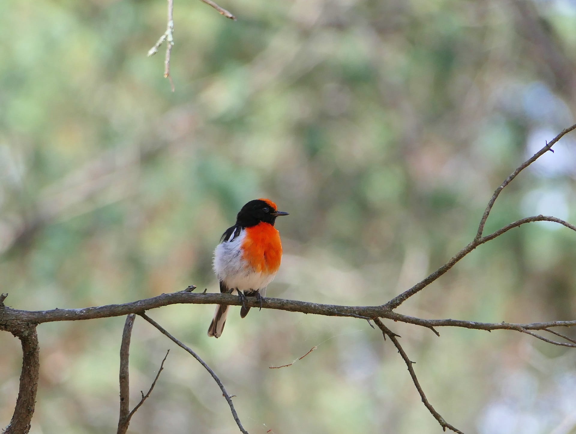 A beautiful Red-capped Robin ((Petroica goodenovii) perching on a lone branch