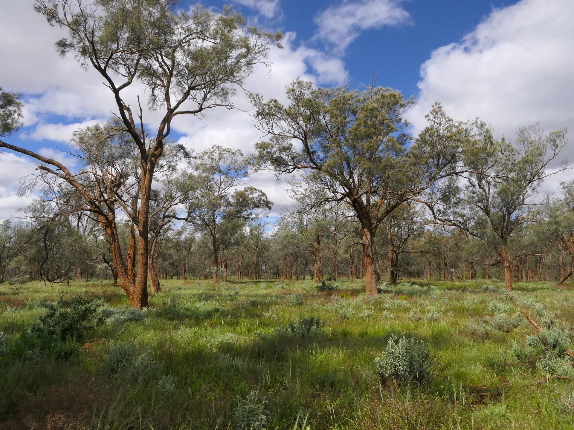 Semi-arid woodlands at Yarrara Flora and Fauna Reserve