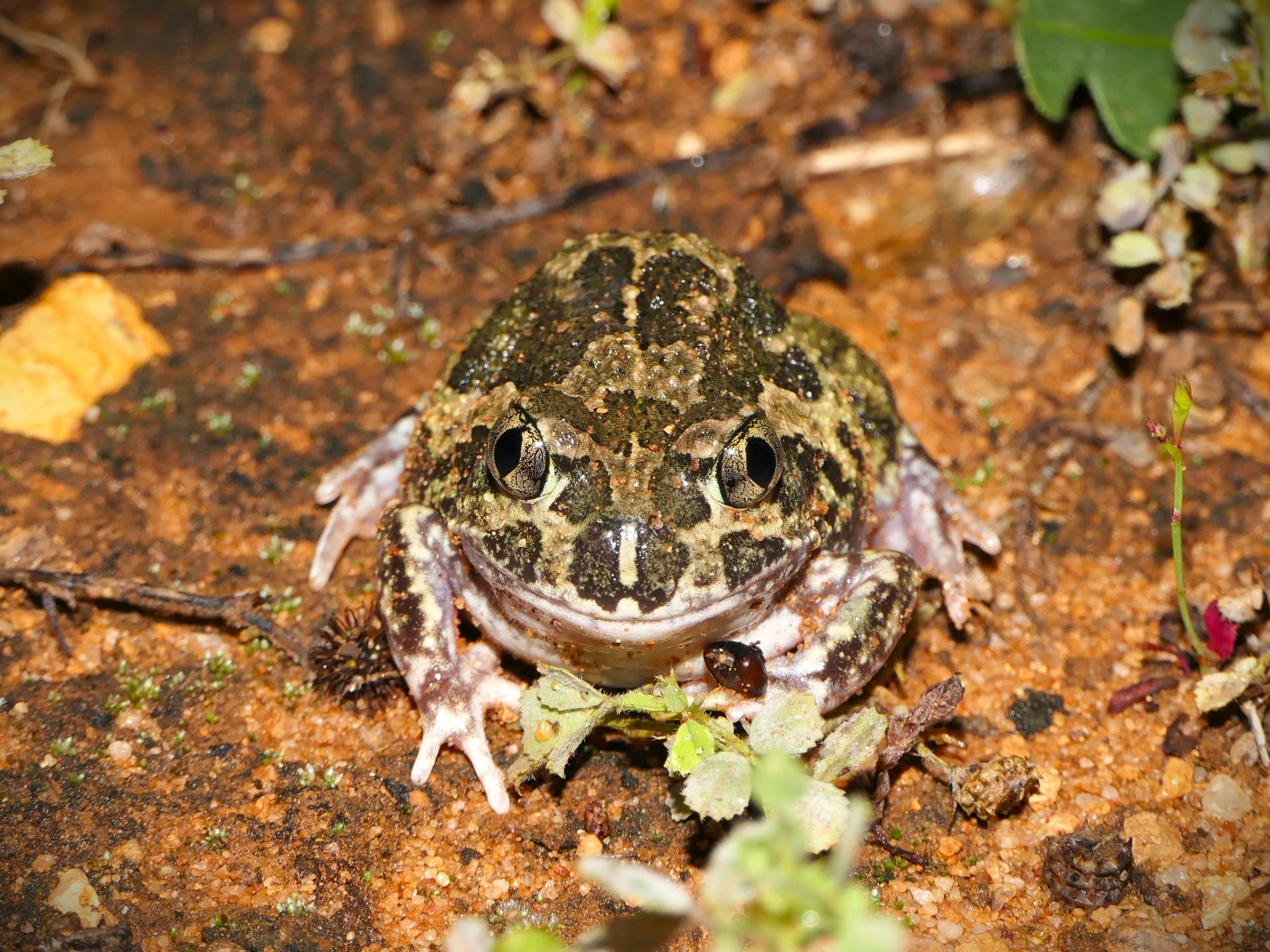 Getting up and close with a Spadefoot Toad (Scaphiopodidae) at Yarrara Flora and Fauna Reserve