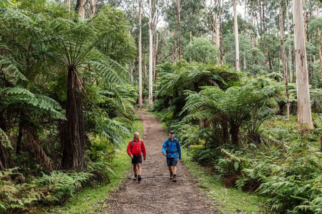 Two men walking in Dandenong Ranges National Park