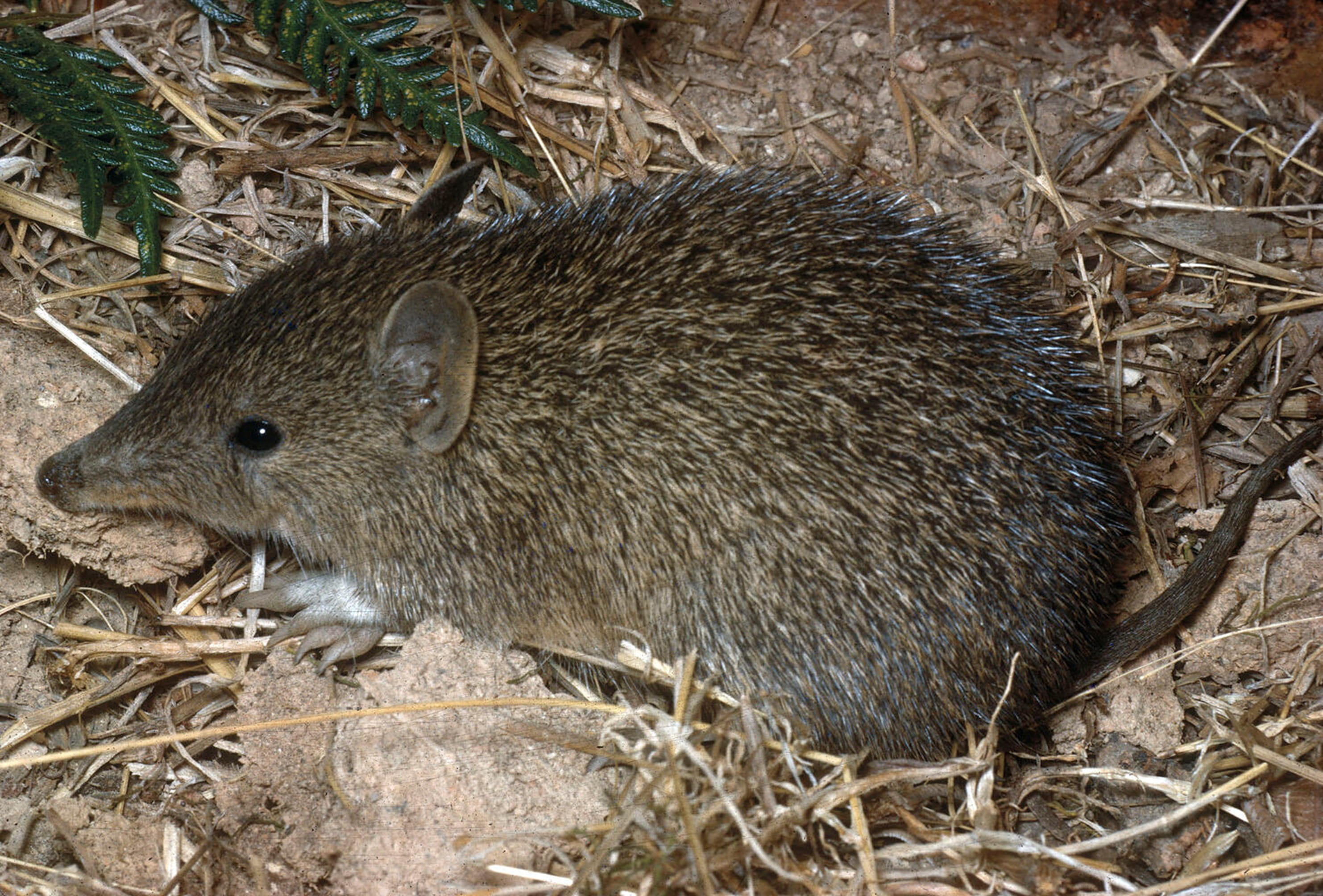 A Southern brown bandicoot is on the ground sniffing in the undergrowth.