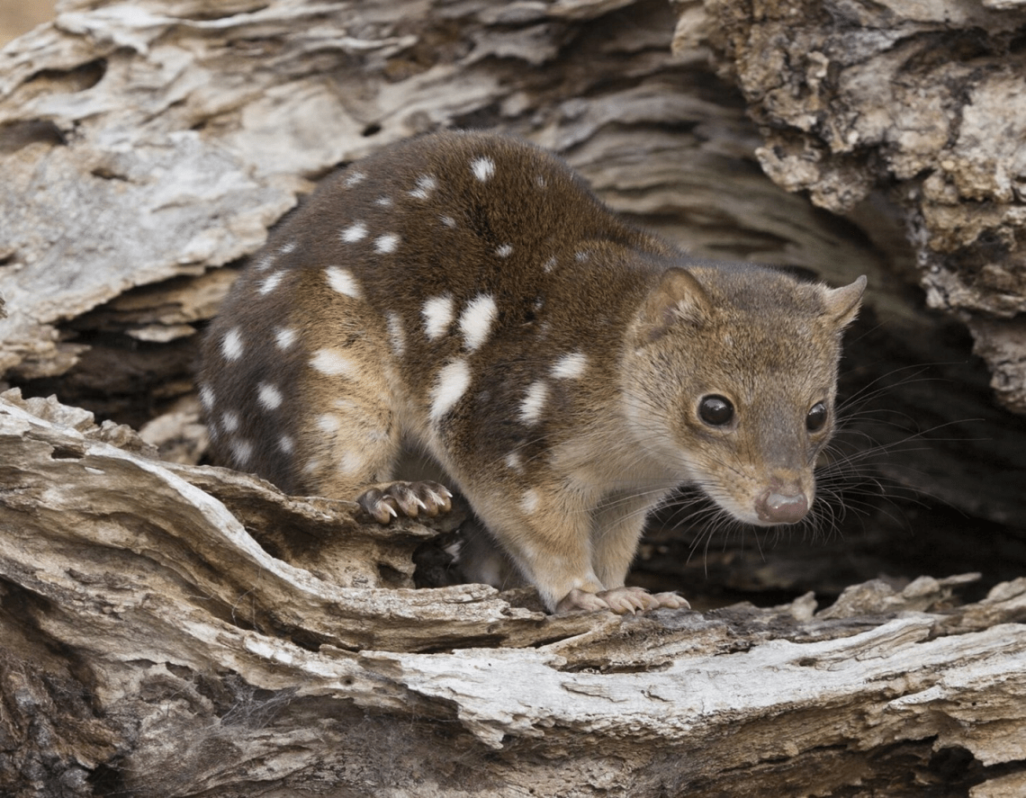 CARNIVOROUS NIGHTS: On the Trail of the Tasmanian Tiger