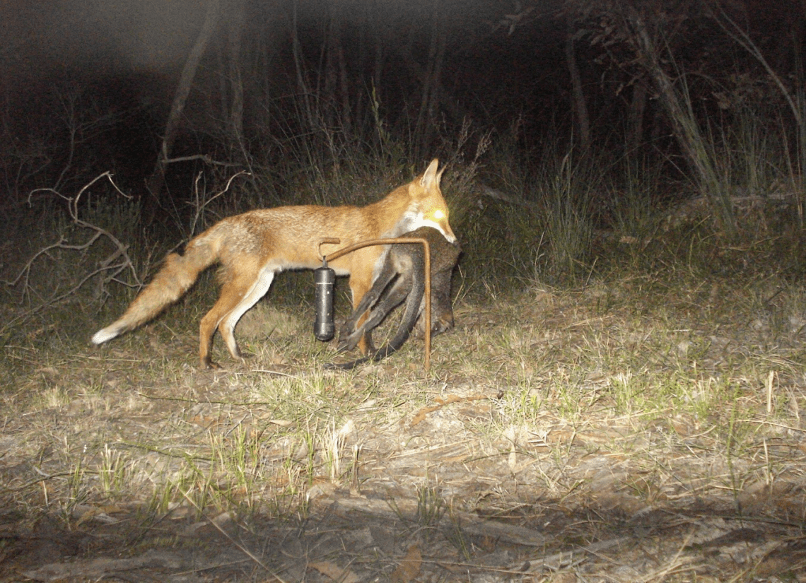 A Red fox has a wallaby in its mouth as it walks past the camera trap