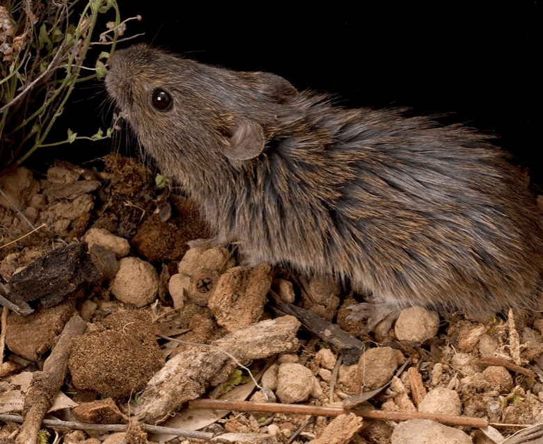 A heath mouse is on the ground, sniffing a green plant