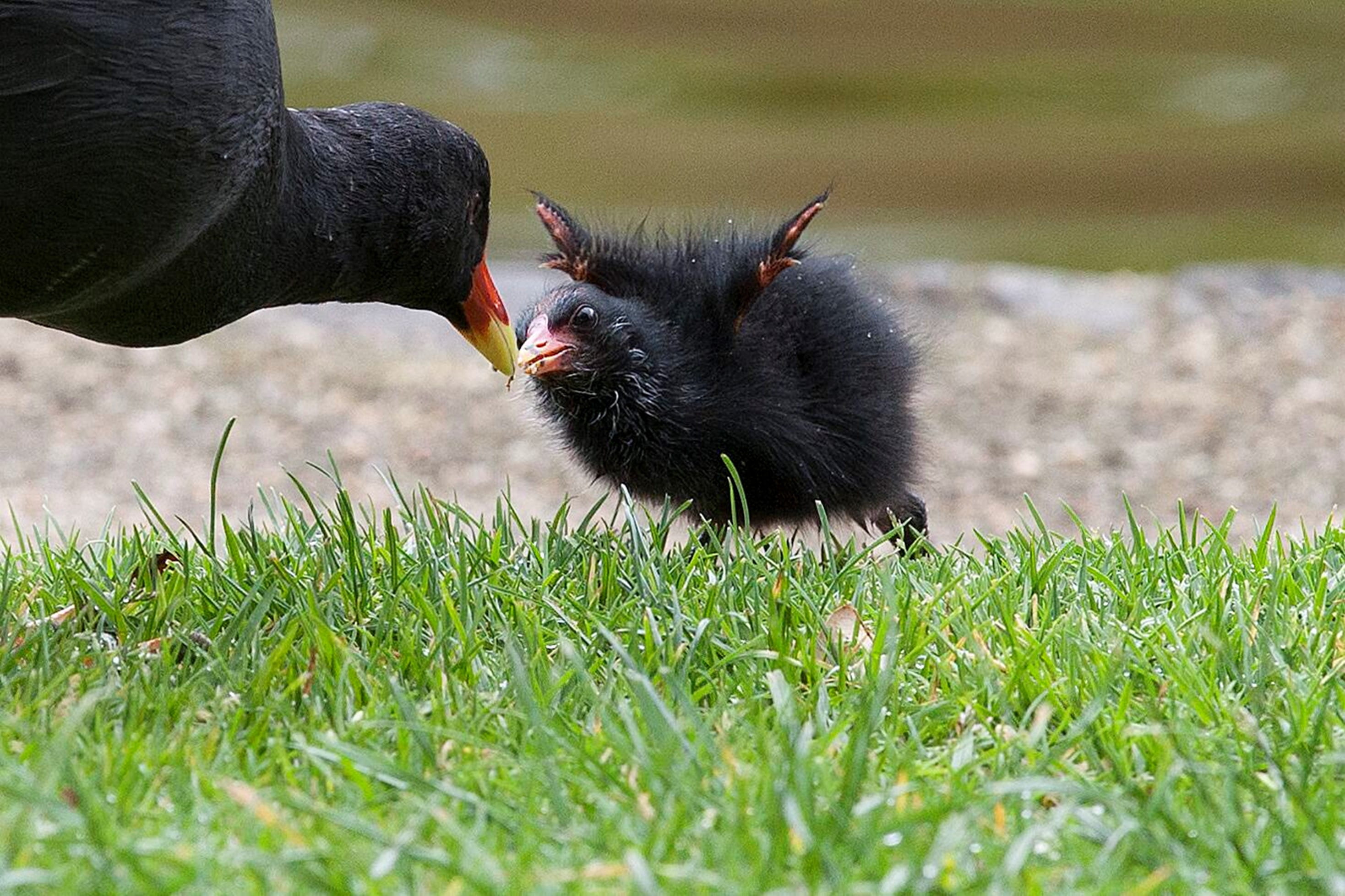 A hideous chick is asking for its mother as it stands on the green grass. The parents head is bowed towards the chick. 