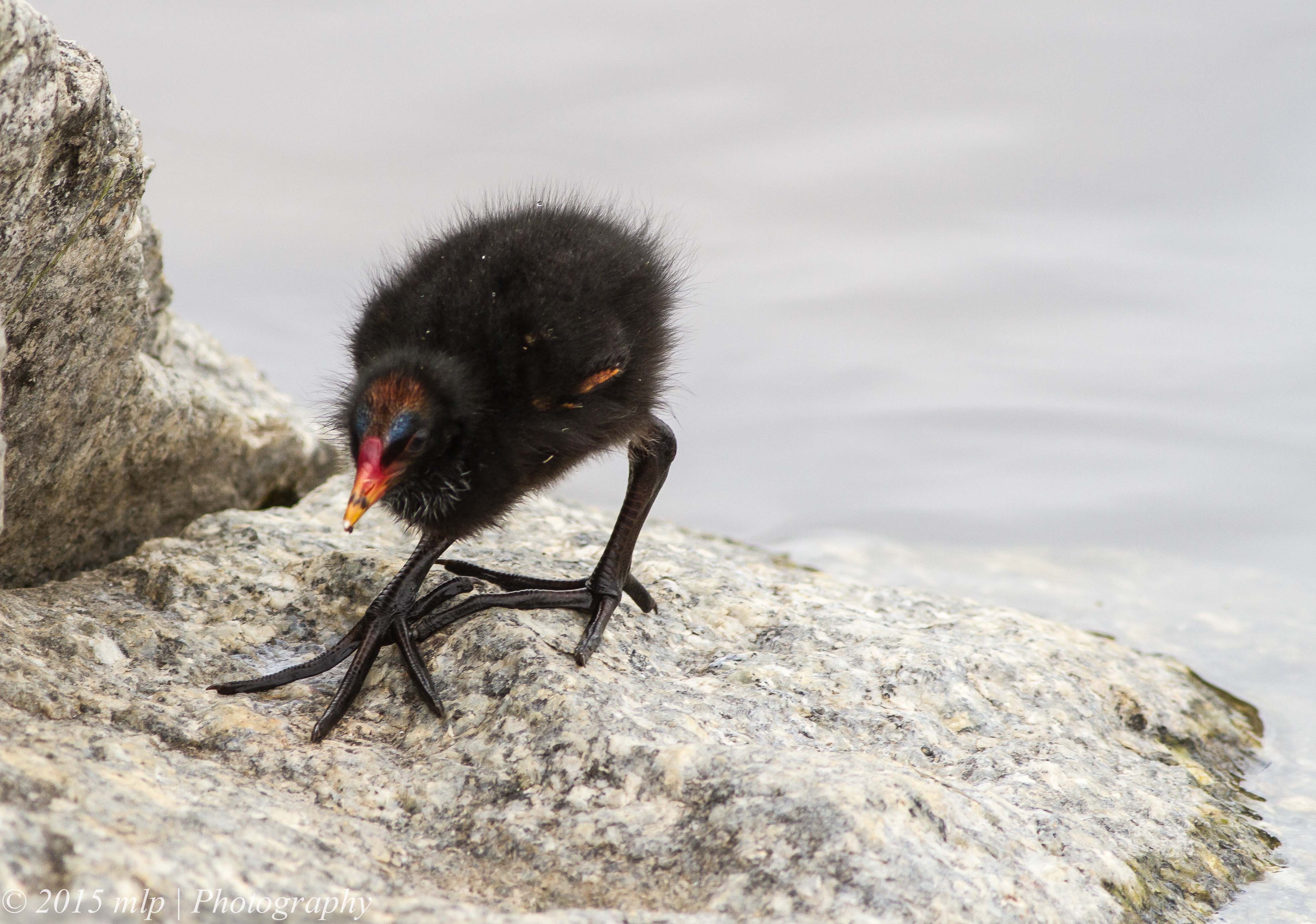 the chick of the dusky moorhen has very large feet, a grey brow of feathers and looks bald. 