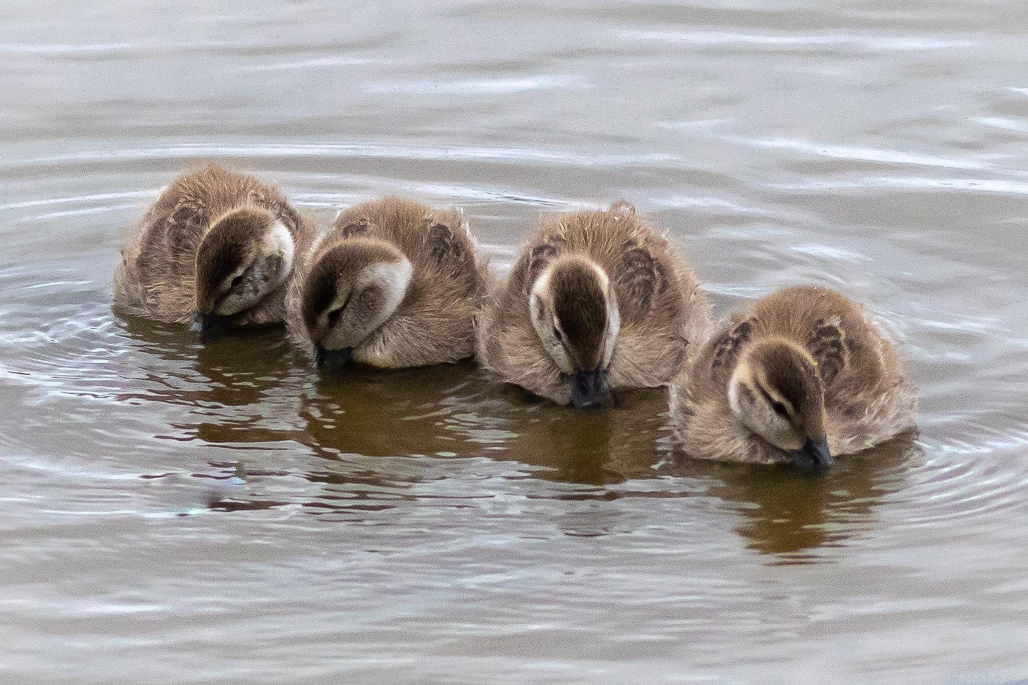 A group of Grey teal ducklings sit on the waters surface