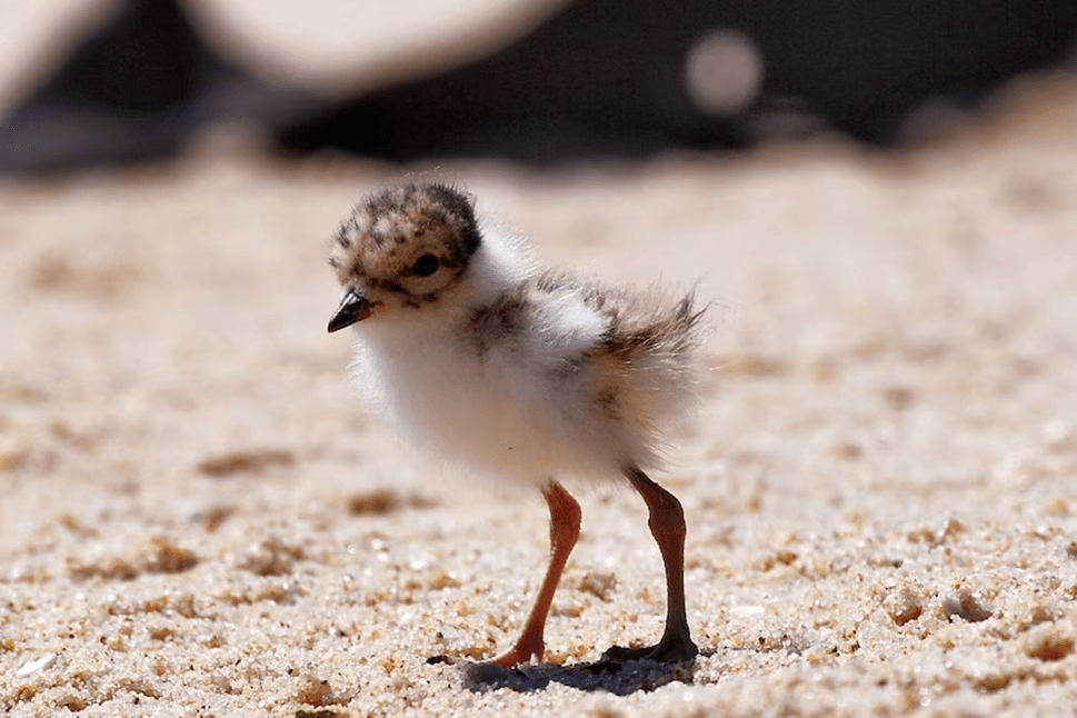 A hooded plover baby stands atop of the sand