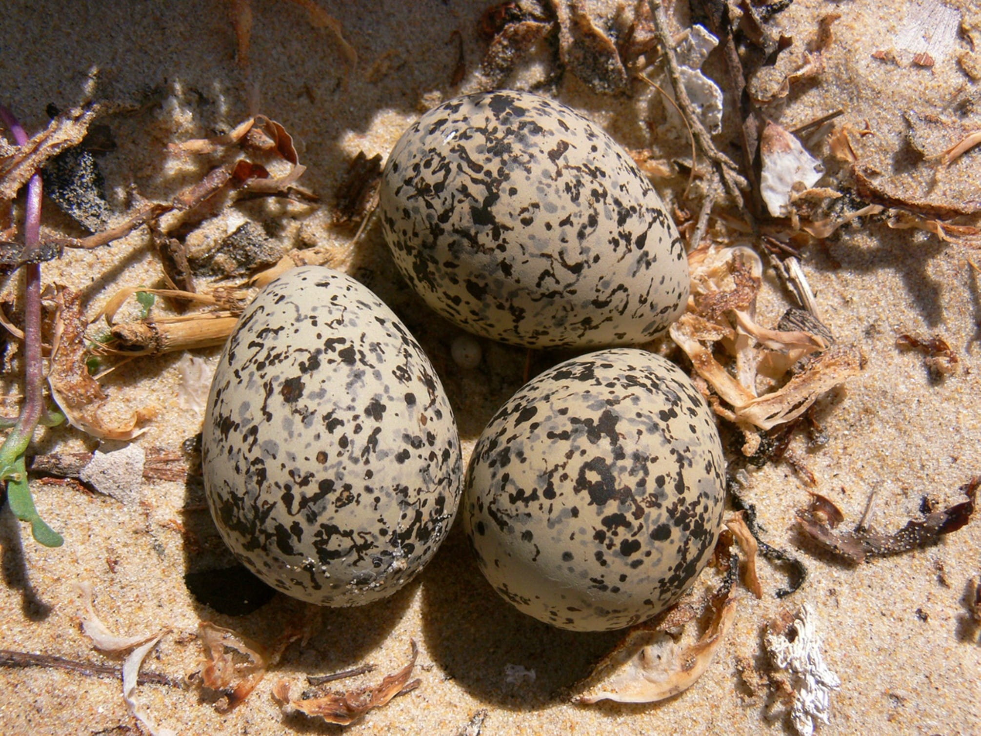 Three speckled eggs lie on the sand with a small amount of detritus