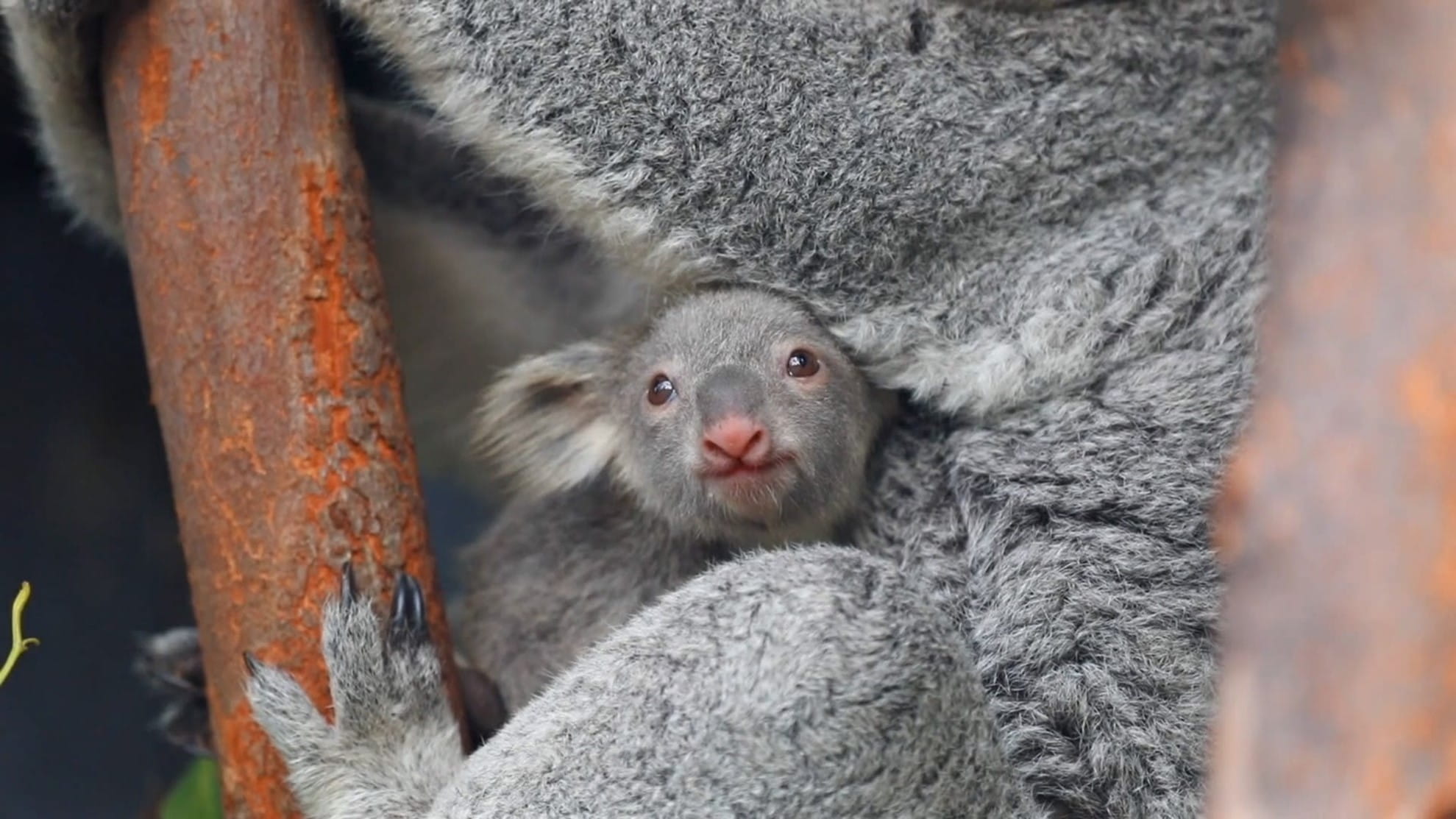 A cute baby joey koala looks out of its mothers pouch for the first time
