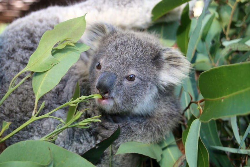A joey Koala is reaching out for the soft green bud of a eucalyptus stem