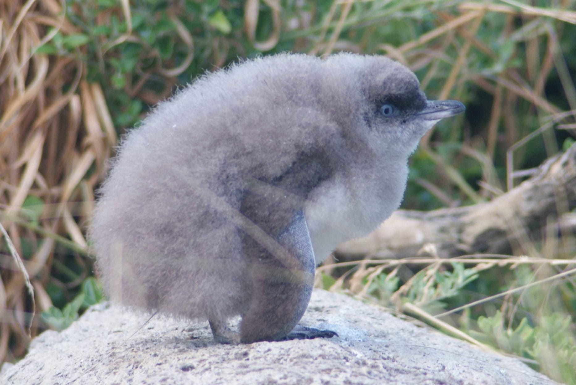 A little penguin in grey plumage stands on top of a rock with a soul-less expression