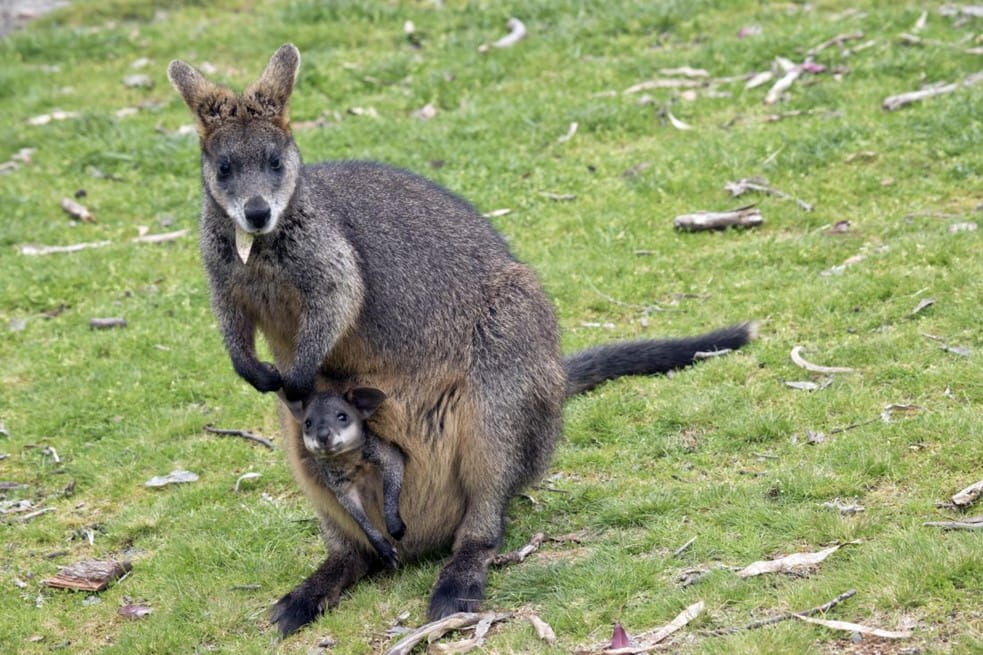 A mother wallaby and its joey in the pouch are looking into the camera