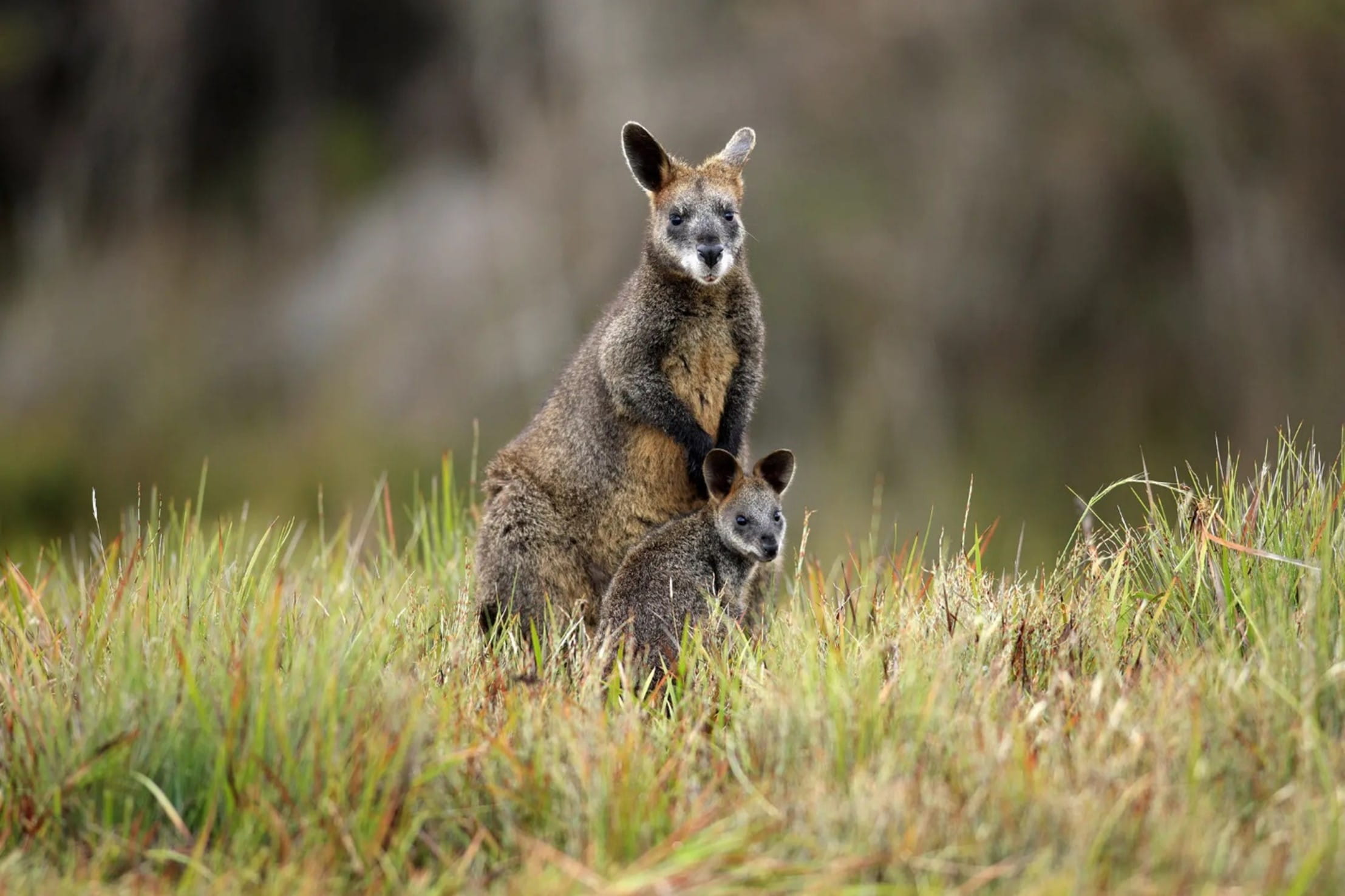 A mother wallaby and its joey are in a field of grass