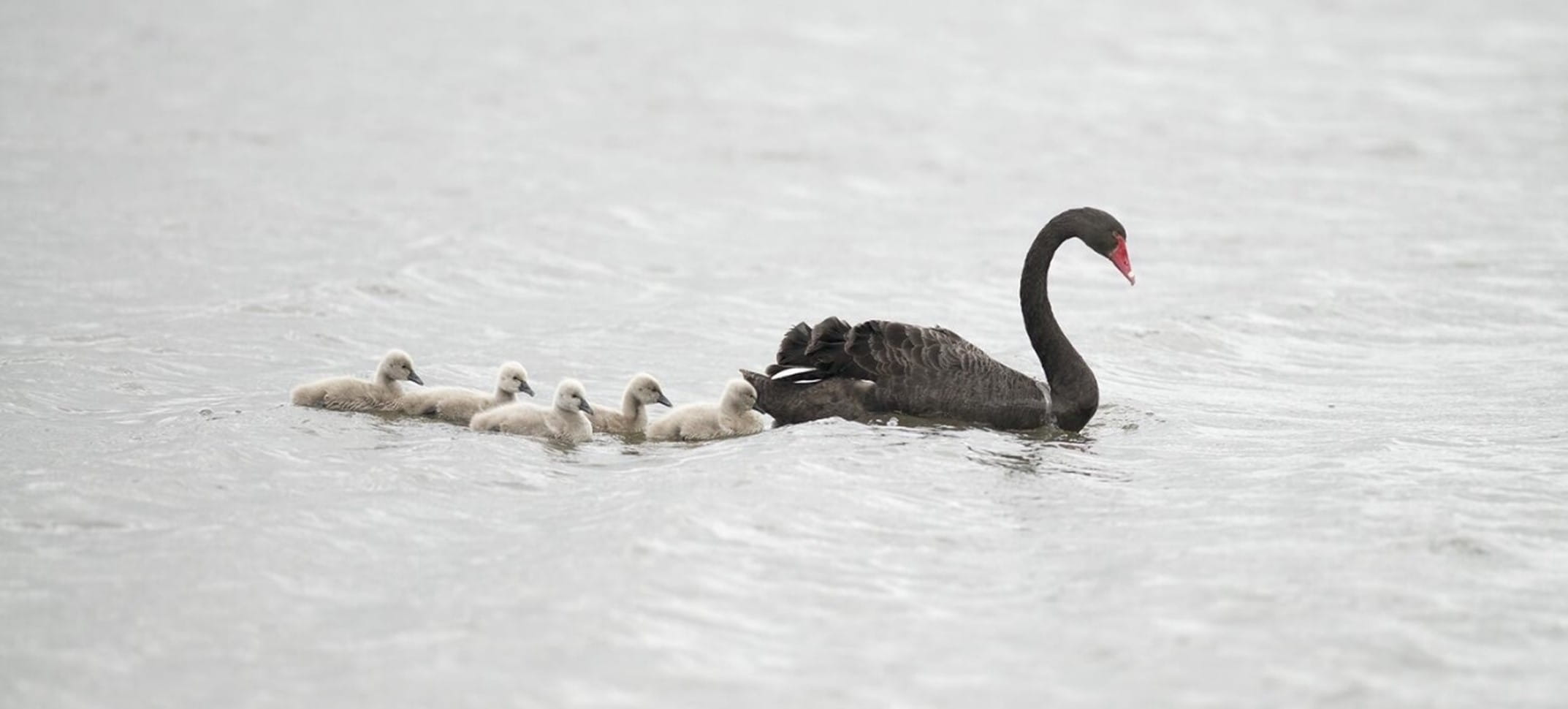 A large black swan is followed by its babies on the water