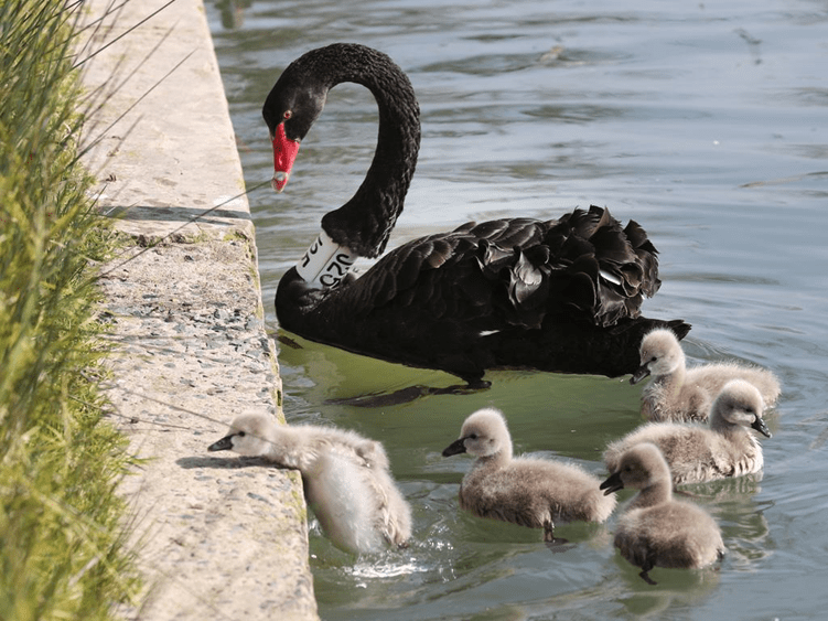 A mother swan looks on as its brood is trying to get out of the water.