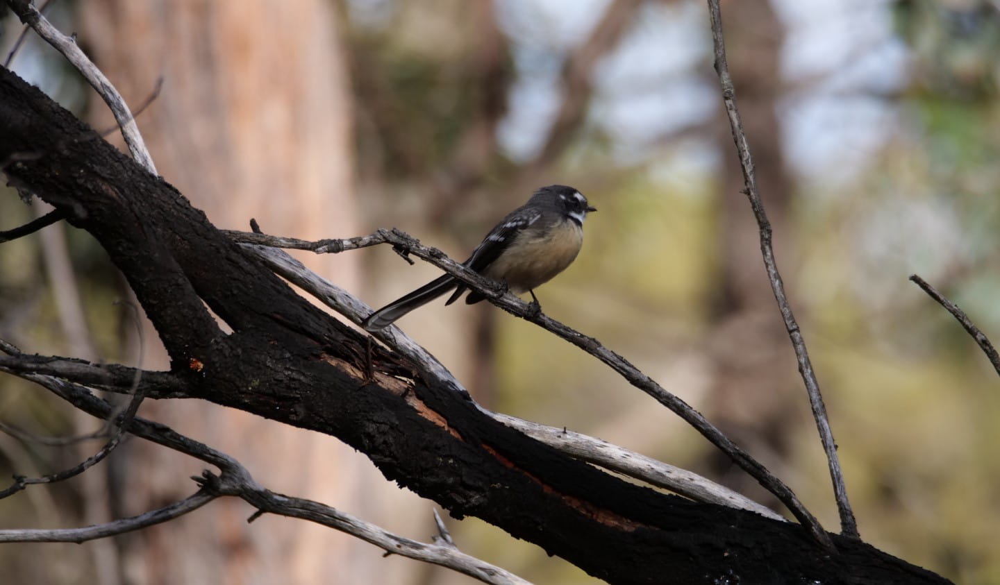 Grey Fantail in Plenty Gorge Parklands.
