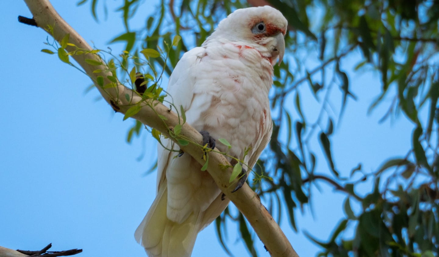 Long-billed Corella