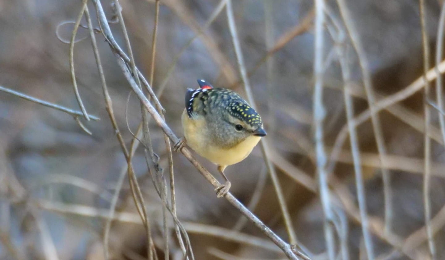 Spotted Pardalote
