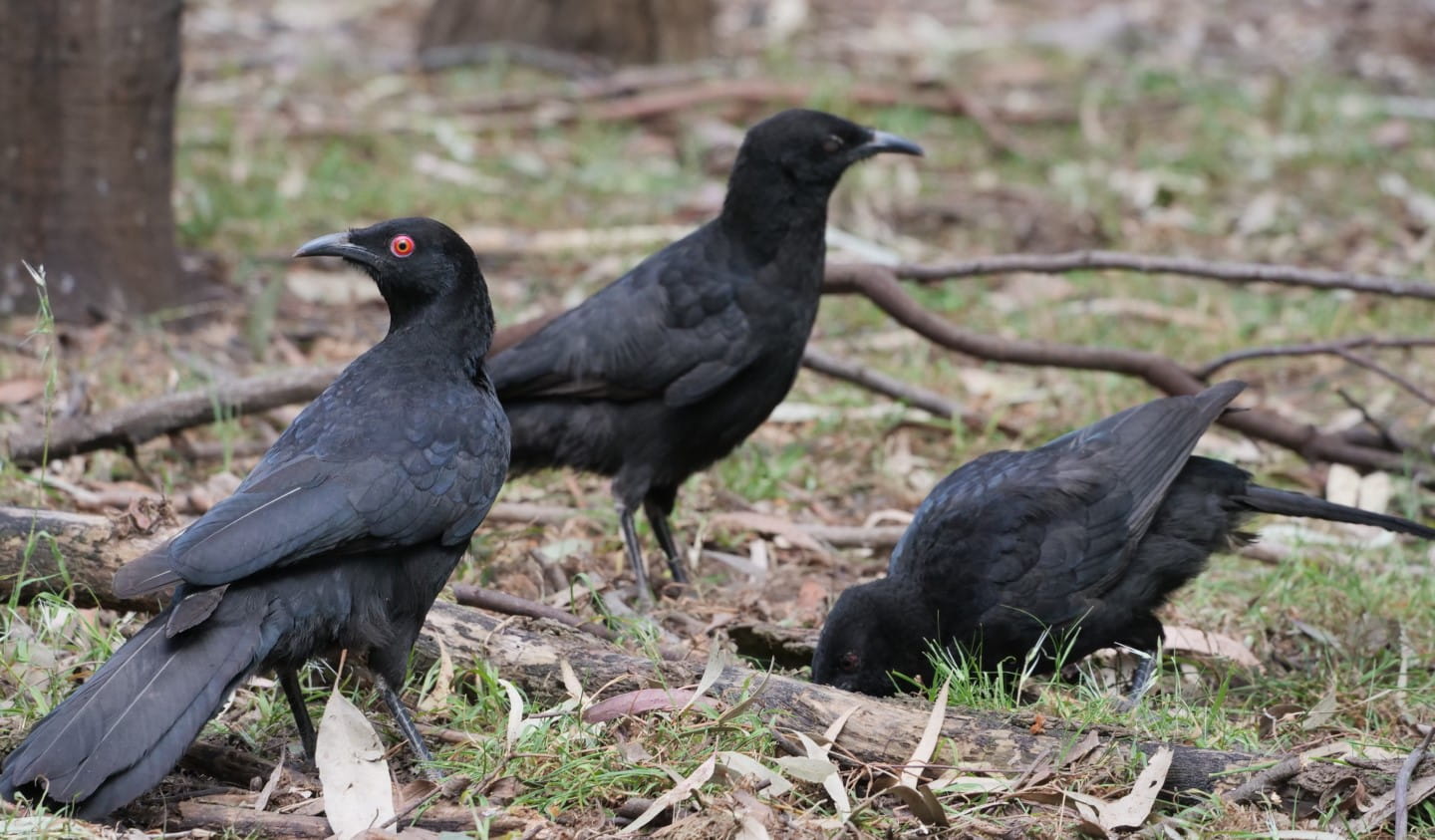 White-winged Choughs in Plenty Gorge Parklands.