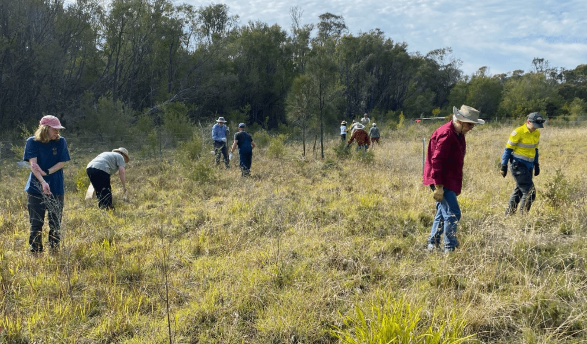 A group of volunteers works across a grassy, open field collecting plant material or seeds. Individuals are spaced out, some bending down to gather vegetation while others walk through the area. They wear practical outdoor clothing, including hats and gloves, and one person wears a high-visibility yellow top. The field is bordered by dense green bushland and tall trees, with soft daylight and light cloud cover overhead.