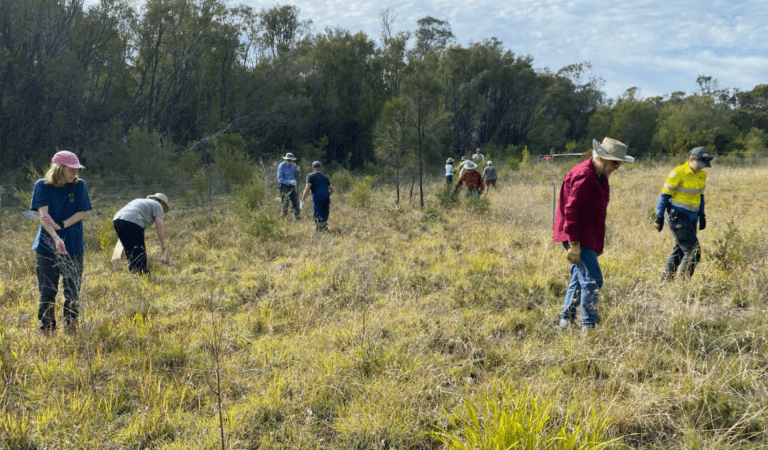 A group of volunteers works across a grassy, open field collecting plant material or seeds. Individuals are spaced out, some bending down to gather vegetation while others walk through the area. They wear practical outdoor clothing, including hats and gloves, and one person wears a high-visibility yellow top. The field is bordered by dense green bushland and tall trees, with soft daylight and light cloud cover overhead.