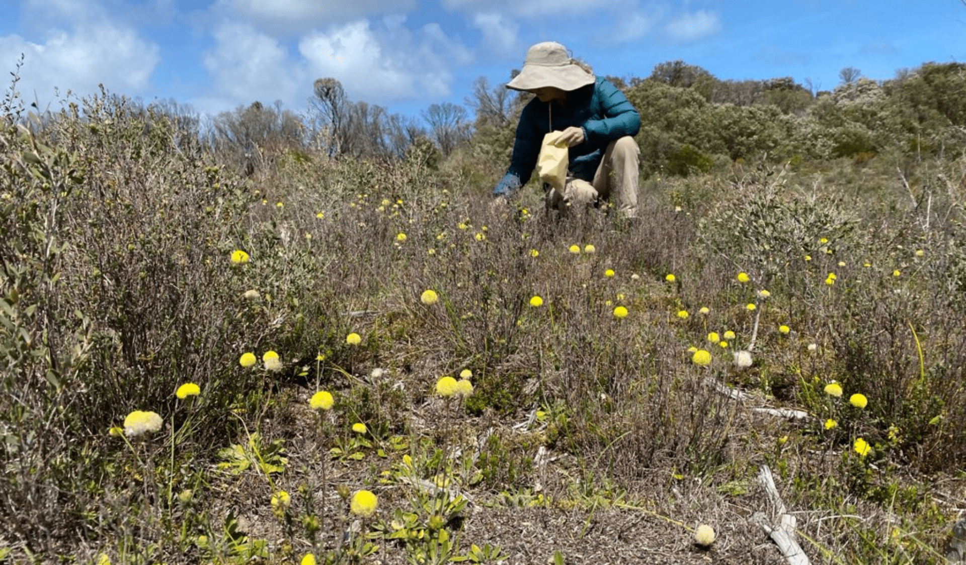 Collecting Billy Button
