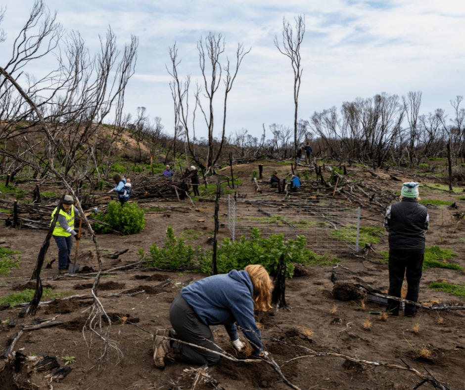 volunteers revegetating burnt land