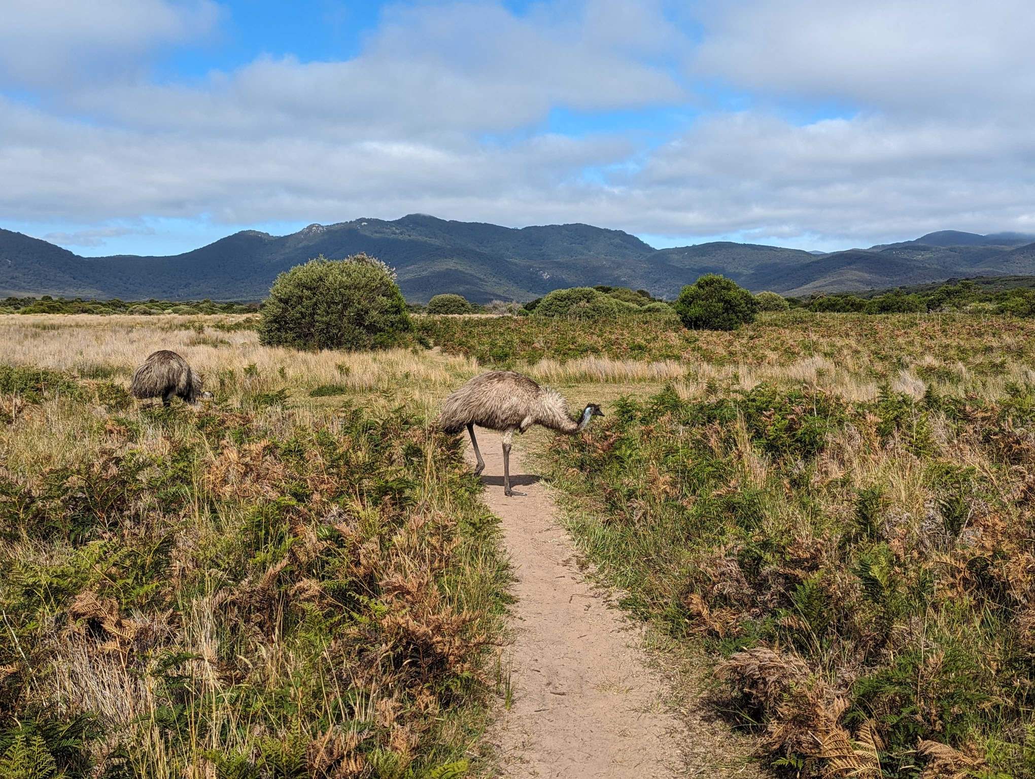 An emu crosses the walking track at the Prom Wildlife Walk. Vereker outlook is in the background.