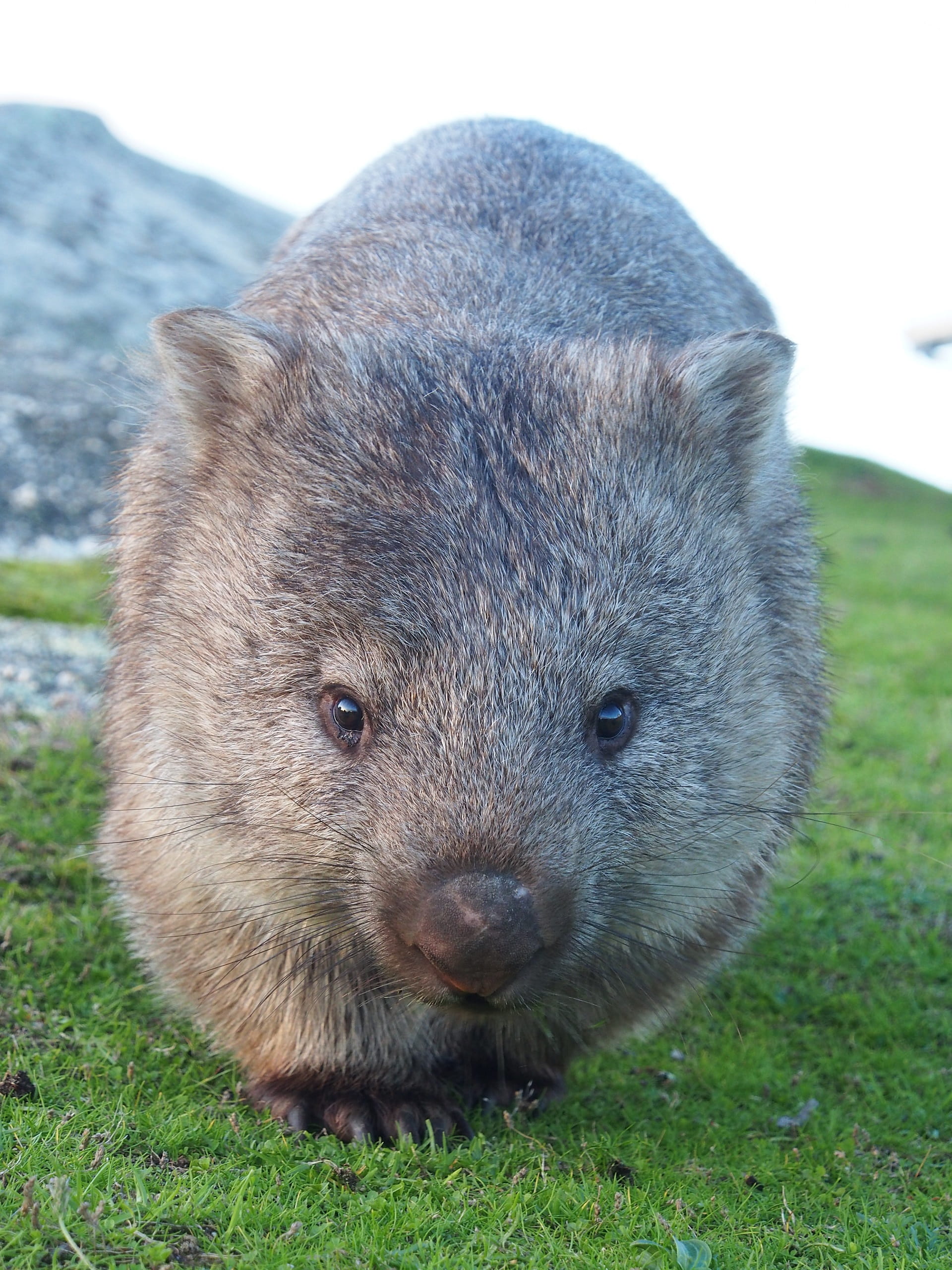 A common wombat walks towards the camera at Wilsons Promontory National Park.