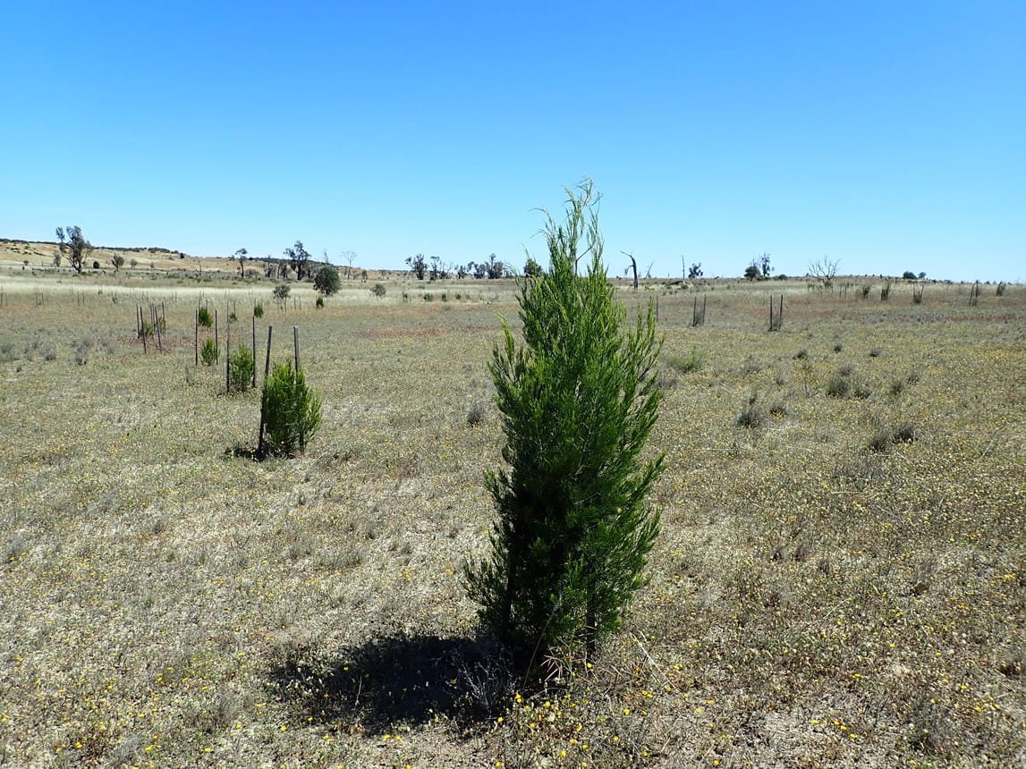 Several natural regenerating Slender Cypress-pine trees at Wyperfeld National Park