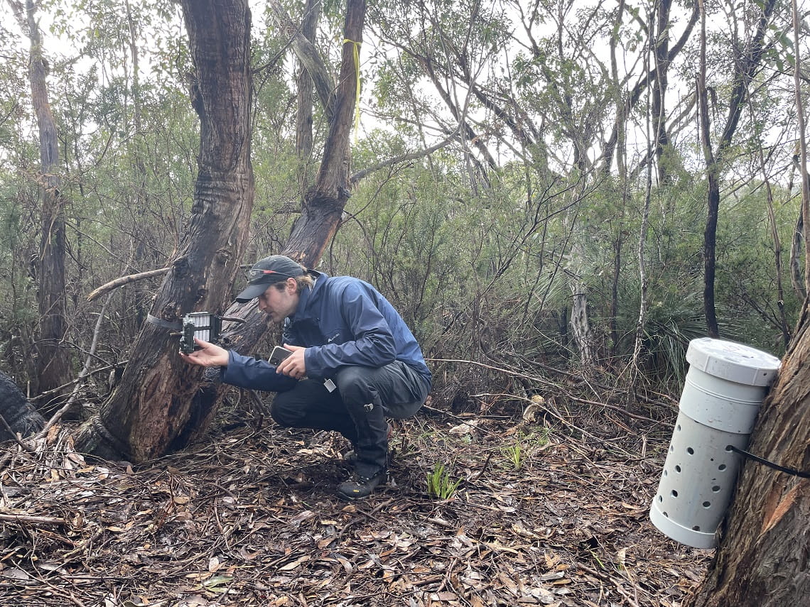 A man is crouching down to look at a device strapped to a tree - it's a remote monitoring camera. In the foreground, the bait station (a piece of plastic pipe, sealed except for holes drilled into its side) is strapped to another tree.