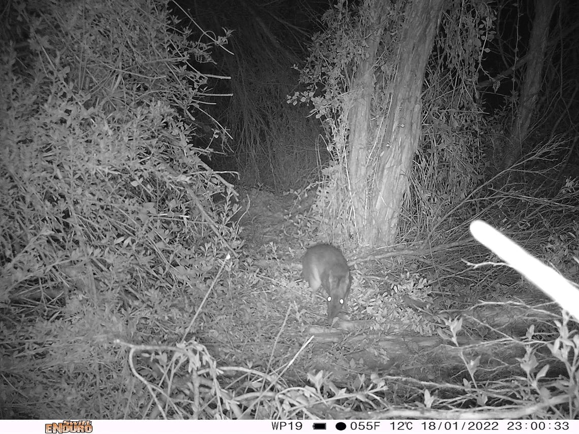 A black and white photo taken at night shows a scrubby bushland with a creature in the centre. It has a long pointy nose and long ears, and shiny reflective eyes.