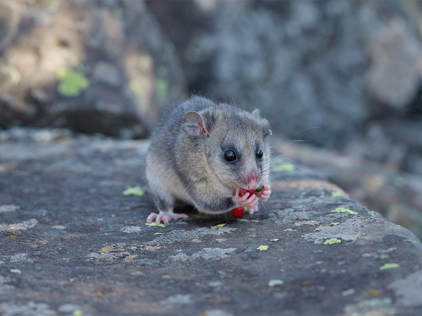 A mountain pygmy possum eating while standing on a boulder.