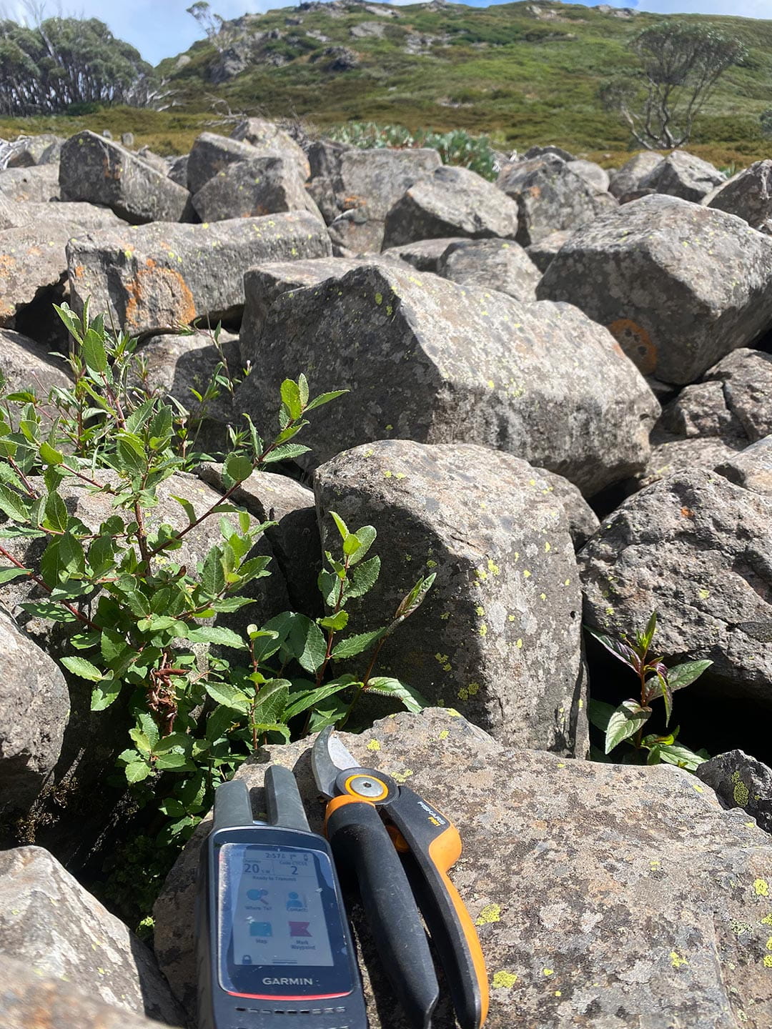A Garmin GPS device and a pair of secateurs resting on a rock next to willow sprouting between boulders.