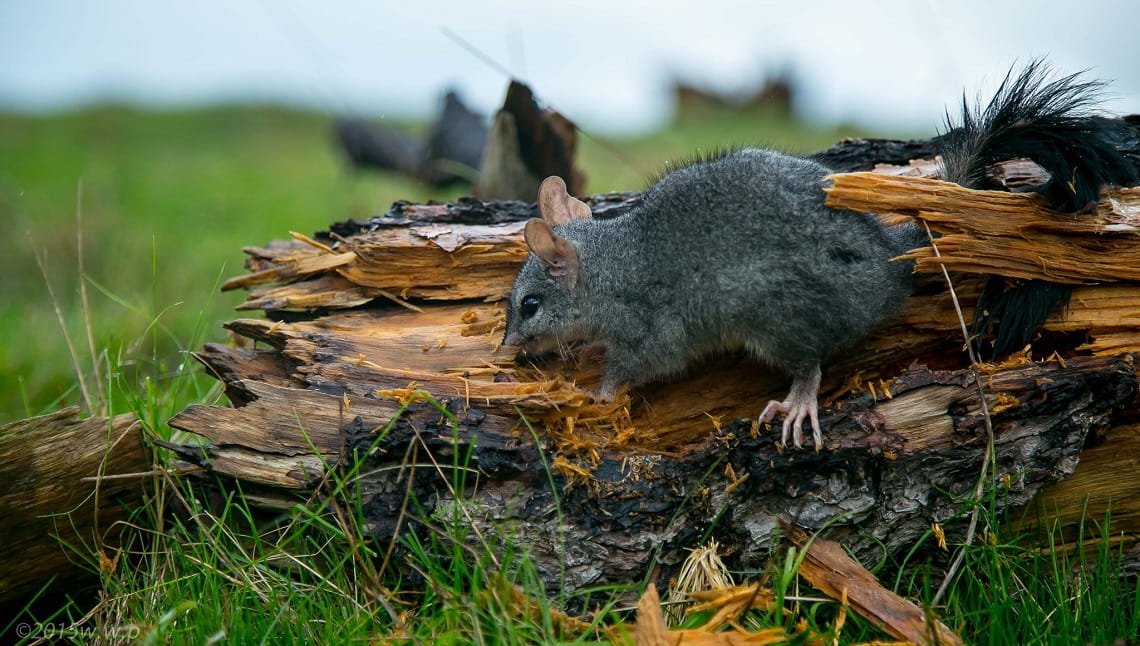 A brush-tailed phascogale forages for insects on a small log