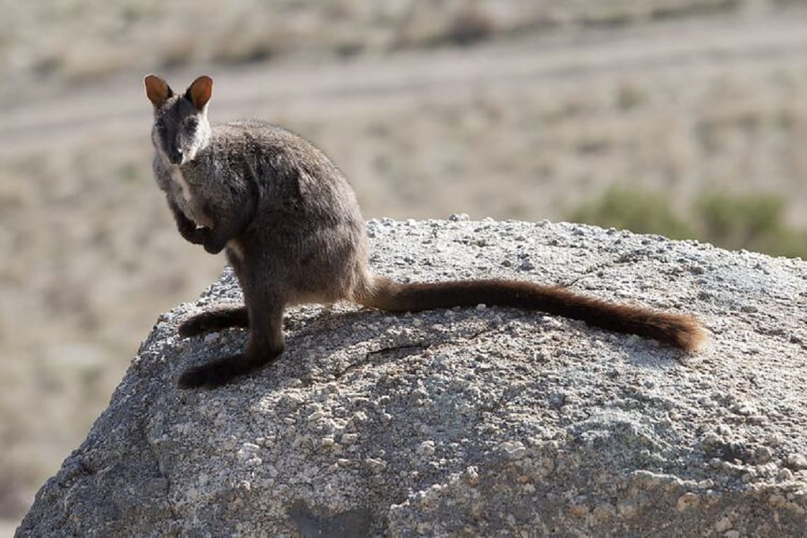 Southern brush-tailed rock-wallaby standing on a rock and looking at the camera