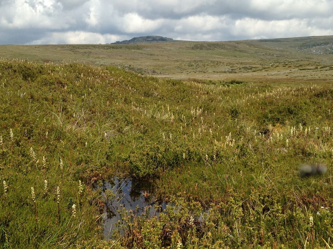 an alpine peatland