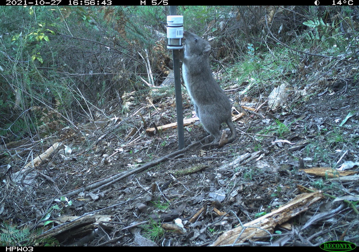 long-footed potoroo stands on hind legs and nibbles the monitoring equipment
