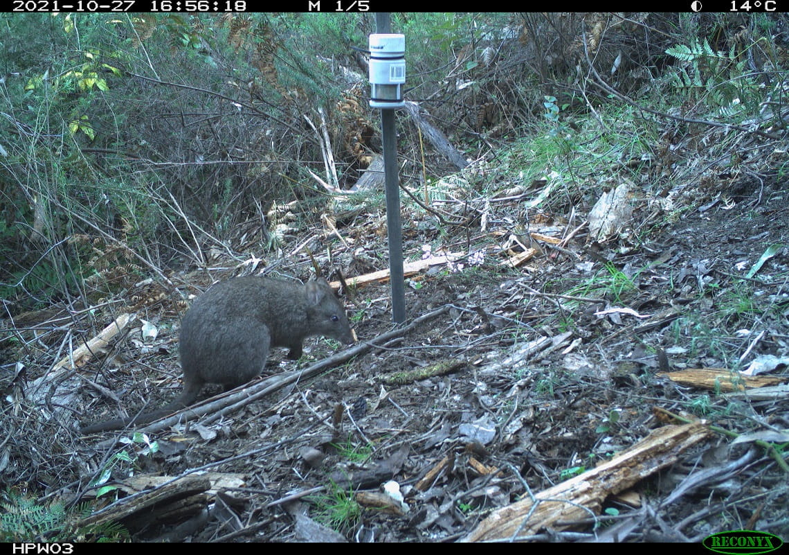 a long-footed potoroo crouches next to monitoring equipment