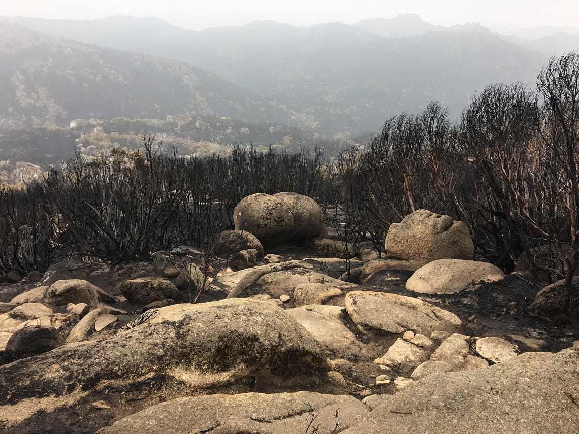 a post-bushfire view of vegetation and rocks at Mount Buffalo