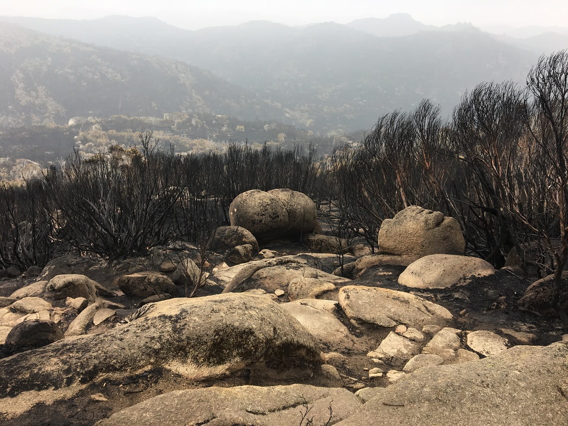 a post-bushfire view of vegetation and rocks at Mount Buffalo