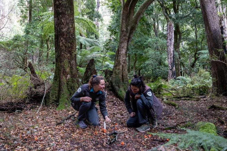 Two rangers in uniform squatting on ground surrounded by tall forest