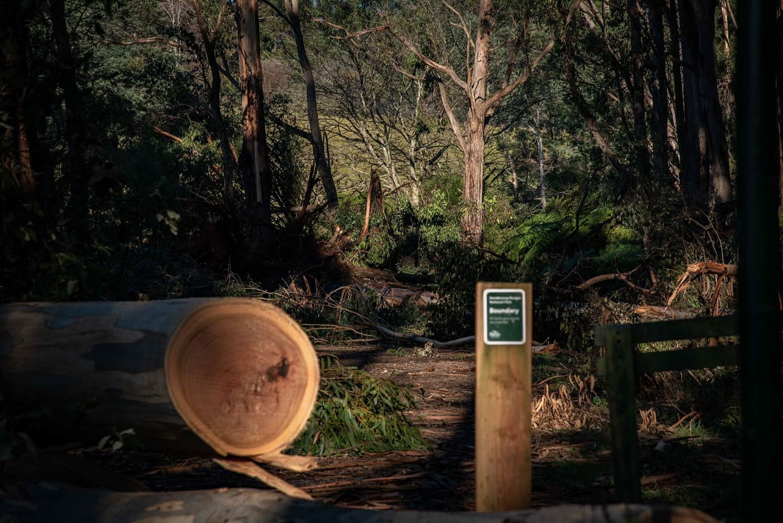 Dandenong Ranges National Park